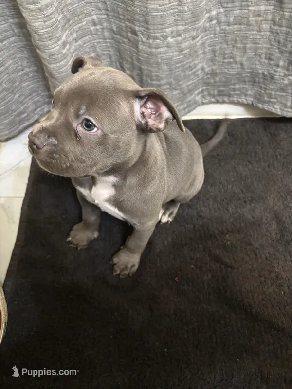 Buck – American Staffordshire Terrier puppy for sale in Austin, TX