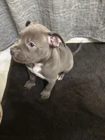 Buck, a male American Staffordshire Terrier for sale in Austin, TX – Photo 1 of 5