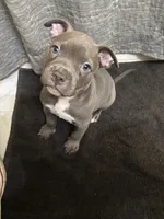 Buck, a male American Staffordshire Terrier for sale in Austin, TX – Photo 2 of 5