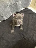 Buck, a male American Staffordshire Terrier for sale in Austin, TX – Photo 4 of 5