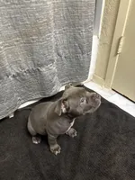 Buck, a male American Staffordshire Terrier for sale in Austin, TX – Photo 5 of 5