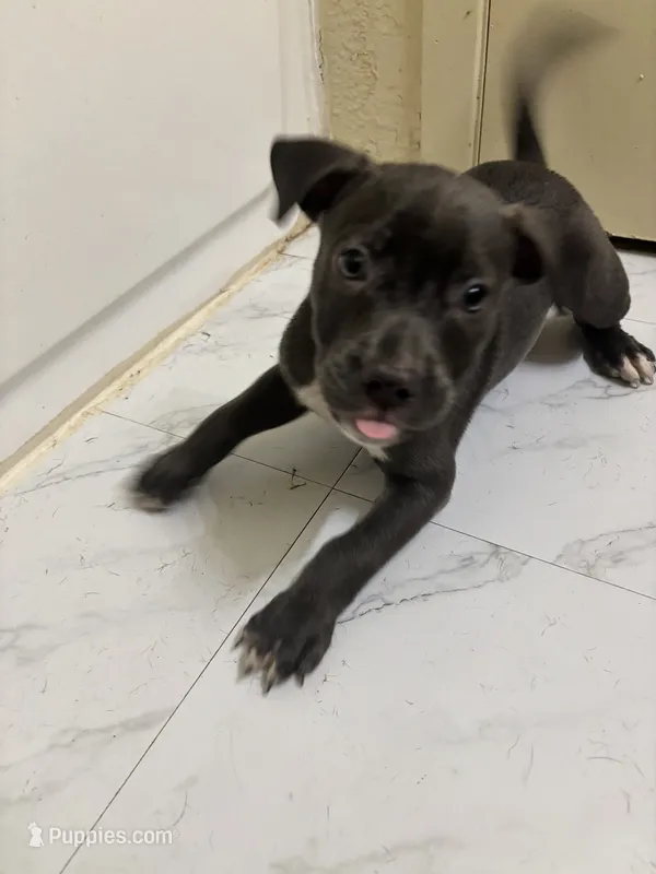 Panda – American Pit Bull Terrier puppy for sale in Austin, TX