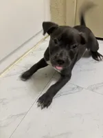 Panda, a female American Pit Bull Terrier for sale in Austin, TX – 1 of 6