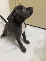 Panda, a female American Pit Bull Terrier for sale in Austin, TX – 4 of 6