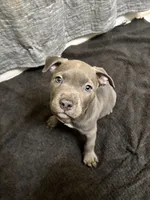 Zoo, a male American Staffordshire Terrier for sale in Austin, TX – Photo 5 of 6