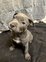 Zoo, a male American Staffordshire Terrier for sale in Austin, TX – Photo 4 of 6