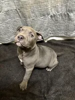 Zoo, a male American Staffordshire Terrier for sale in Austin, TX – Photo 6 of 6