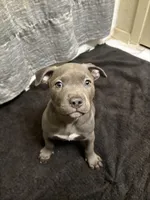 Zoo, a male American Staffordshire Terrier for sale in Austin, TX – Photo 1 of 6