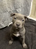 Zoo, a male American Staffordshire Terrier for sale in Austin, TX – Photo 2 of 6