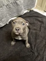 Zoo, a male American Staffordshire Terrier for sale in Austin, TX – Photo 3 of 6