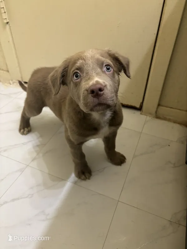 Fonzy – American Pit Bull Terrier puppy for sale in Austin, TX