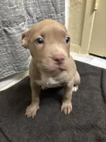 Cherry , a female American Staffordshire Terrier for sale in Austin, TX – Photo 3 of 5