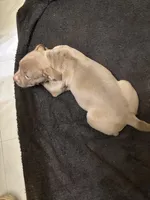 Cherry , a female American Staffordshire Terrier for sale in Austin, TX – Photo 5 of 5