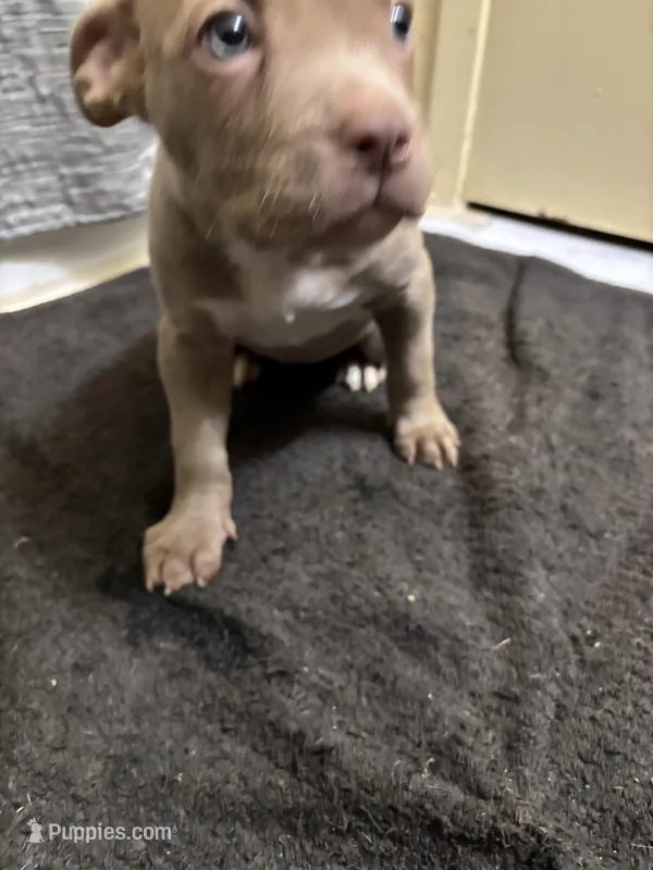 Cherry  – American Staffordshire Terrier puppy for sale in Austin, TX