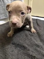 Cherry , a female American Staffordshire Terrier for sale in Austin, TX – Photo 4 of 5