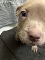 Cherry , a female American Staffordshire Terrier for sale in Austin, TX – Photo 2 of 5