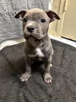 Harley, a female American Staffordshire Terrier for sale in Austin, TX – Photo 2 of 7