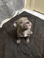 Harley, a female American Staffordshire Terrier for sale in Austin, TX – Photo 5 of 7