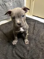 Harley, a female American Staffordshire Terrier for sale in Austin, TX – Photo 4 of 7