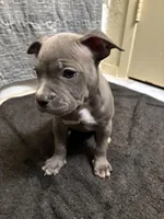 Harley, a female American Staffordshire Terrier for sale in Austin, TX – Photo 6 of 7