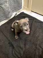 Harley, a female American Staffordshire Terrier for sale in Austin, TX – Photo 7 of 7