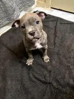 Harley, a female American Staffordshire Terrier for sale in Austin, TX – Photo 1 of 7