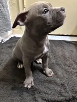 Harley, a female American Staffordshire Terrier for sale in Austin, TX – Photo 3 of 7