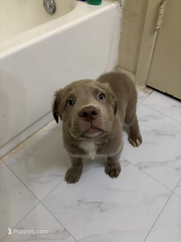Gramps – American Pit Bull Terrier puppy for sale in Austin, TX