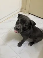 Panda, a female American Pit Bull Terrier for sale in Austin, TX – 3 of 6