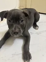 Panda, a female American Pit Bull Terrier for sale in Austin, TX – 5 of 6