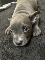 Foxy, a male American Staffordshire Terrier for sale in Austin, TX – Photo 2 of 5