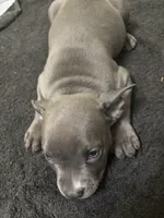 Foxy, a male American Staffordshire Terrier for sale in Austin, TX – Photo 3 of 5