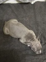 Foxy, a male American Staffordshire Terrier for sale in Austin, TX – Photo 5 of 5