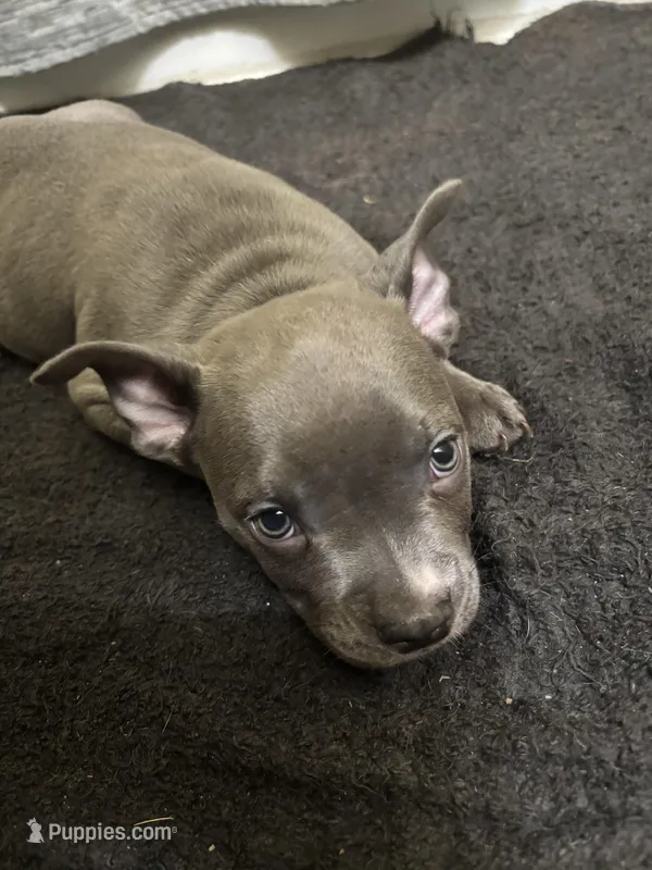 Foxy – American Staffordshire Terrier puppy for sale in Austin, TX