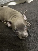 Foxy, a male American Staffordshire Terrier for sale in Austin, TX – Photo 1 of 5