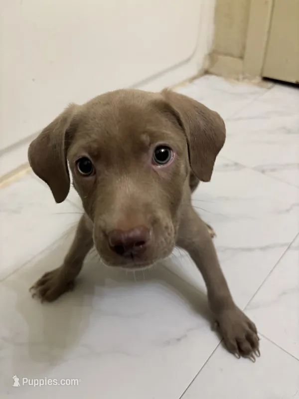 Enzy – American Pit Bull Terrier puppy for sale in Austin, TX