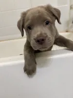 Gramps, a male American Pit Bull Terrier for sale in Austin, TX – 6 of 8