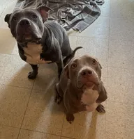 Enzy, a male American Pit Bull Terrier for sale in Austin, TX – 7 of 7