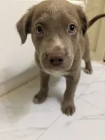 Fonzy, a male American Pit Bull Terrier for sale in Austin, TX – 6 of 7
