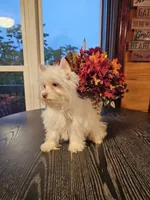 Cooper, a male Yorkshire Terrier for sale in Haysi, VA – 2 of 3