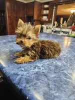 Mia, a female Yorkshire Terrier for sale in Haysi, VA – 2 of 4