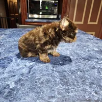 Cheto, a male Yorkshire Terrier for sale in Haysi, VA – Photo 3 of 3