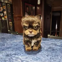 Cheto, a male Yorkshire Terrier for sale in Haysi, VA – Photo 1 of 3