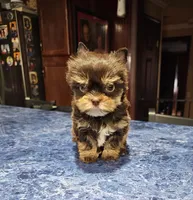 processed/64b09e82-bfa5-40ec-97e9-247b7f0363d3/listing/57ffd61e-f506-4a4b-b756-46edc1a7e057/56bf77c4-f6a2-4dfa-b434-0267950f25ba