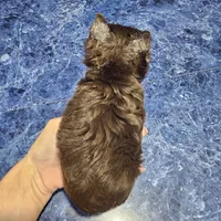 Cheto, a male Yorkshire Terrier for sale in Haysi, VA – Photo 2 of 3