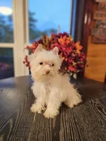 Cooper, a male Yorkshire Terrier for sale in Haysi, VA – 3 of 3