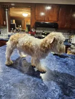 Boo Boo, a male Yorkshire Terrier for sale in Haysi, VA – Photo 3 of 4