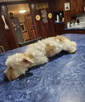 Boo Boo, a male Yorkshire Terrier for sale in Haysi, VA – Photo 4 of 4