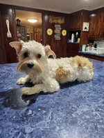 Boo Boo, a male Yorkshire Terrier for sale in Haysi, VA – Photo 2 of 4