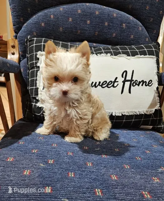 Nemo – Yorkshire Terrier puppy for sale in Haysi, VA